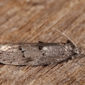 Heterozyga coppatias at Melba, ACT - 23 Jan 2021 11:07 PM