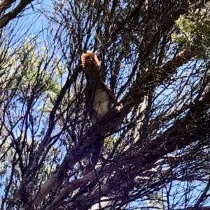 Eudynamys orientalis at Gowrie, ACT - 2 Feb 2021 11:14 AM