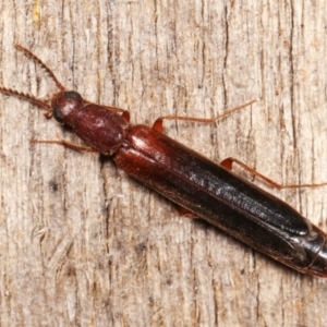Lymexylidae sp. (family) at suppressed - suppressed