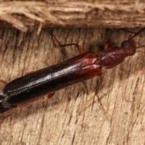 Lymexylidae sp. (family) at suppressed - suppressed