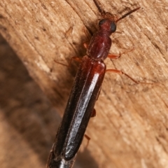 Lymexylidae sp. (family) at suppressed - suppressed