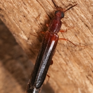 Lymexylidae sp. (family) at suppressed - suppressed