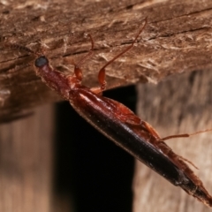 Lymexylidae sp. (family) at suppressed - suppressed