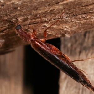 Lymexylidae sp. (family) at suppressed - suppressed