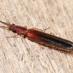 Lymexylidae sp. (family) at suppressed - suppressed