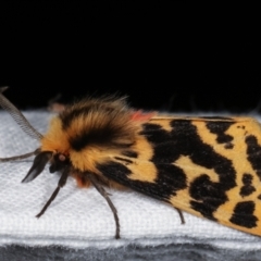 Ardices curvata at Melba, ACT - 23 Jan 2021 11:14 PM