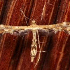 Sphenarches anisodactylus (Geranium Plume Moth) at Melba, ACT - 23 Jan 2021 by kasiaaus