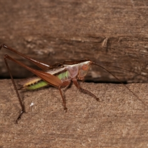 Conocephalus upoluensis at Melba, ACT - 24 Jan 2021