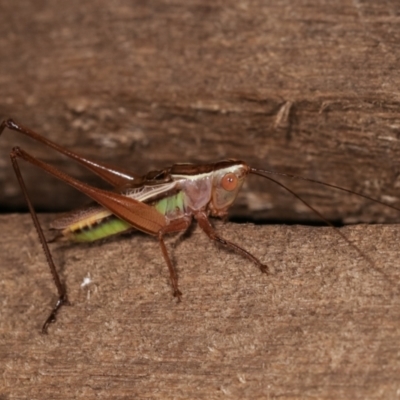 Conocephalus upoluensis (Meadow Katydid) at Melba, ACT - 24 Jan 2021 by kasiaaus