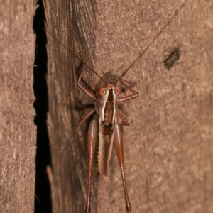 Conocephalus upoluensis at Melba, ACT - 24 Jan 2021