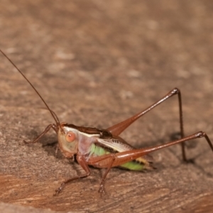 Conocephalus upoluensis at Melba, ACT - 24 Jan 2021