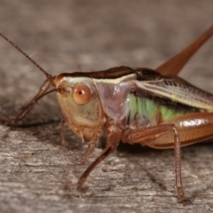 Conocephalus upoluensis at Melba, ACT - 24 Jan 2021 01:04 AM