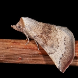 Mataeomera mesotaenia at Melba, ACT - 24 Jan 2021