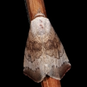 Mataeomera mesotaenia at Melba, ACT - 24 Jan 2021