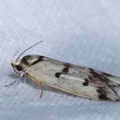 Compsotropha selenias at Melba, ACT - 24 Jan 2021 01:00 AM