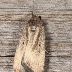 Proteuxoa (genus) (A Noctuid moth) at Melba, ACT - 24 Jan 2021 by kasiaaus