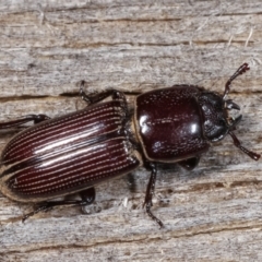 Passalidae (family) (Passalid or Bess Beetle) at Melba, ACT - 24 Jan 2021 by kasiaaus