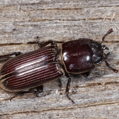 Passalidae (family) (Passalid or Bess Beetle) at Melba, ACT - 24 Jan 2021 by kasiaaus