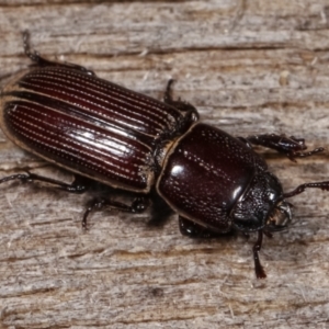 Passalidae (family) at Melba, ACT - 24 Jan 2021