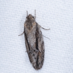 Agriophara leptosemela (A Gelechioid moth) at Melba, ACT - 23 Jan 2021 by kasiaaus