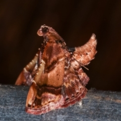 Scenedra decoratalis (A Pyralid moth) at Melba, ACT - 24 Jan 2021 by kasiaaus