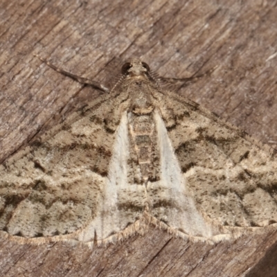 Lipogya eutheta (Grey Bark Moth) at Melba, ACT - 23 Jan 2021 by kasiaaus