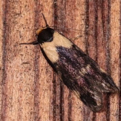 Palimmeces leucopelta (A concealer moth) at Melba, ACT - 23 Jan 2021 by kasiaaus
