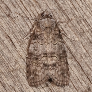 Calathusa sp nr dispila at Melba, ACT - 24 Jan 2021