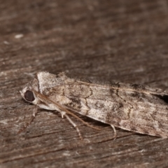 Calathusa sp nr dispila at Melba, ACT - 24 Jan 2021