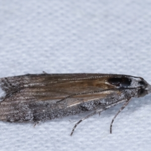 Heteromicta pachytera at Melba, ACT - 24 Jan 2021