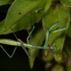 Pseudomantis albofimbriata (False garden mantis) at Melba, ACT - 24 Jan 2021 by kasiaaus