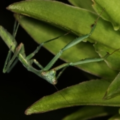 Pseudomantis albofimbriata at Melba, ACT - 24 Jan 2021