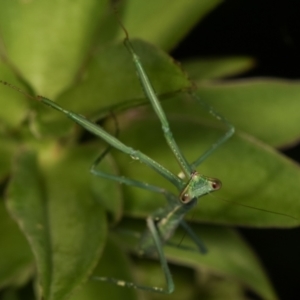 Pseudomantis albofimbriata at Melba, ACT - 24 Jan 2021