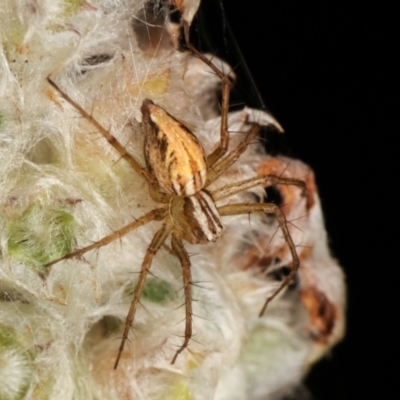 Oxyopes sp. (genus) (Lynx spider) at Melba, ACT - 24 Jan 2021 by kasiaaus