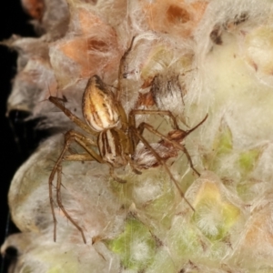 Oxyopes sp. (genus) at Melba, ACT - 24 Jan 2021