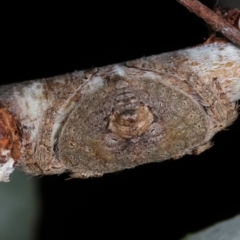 Dolophones sp. (genus) at Melba, ACT - 24 Jan 2021