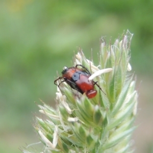 Ripiphoridae (family) at Conder, ACT - 13 Dec 2020