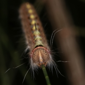 Pernattia pusilla at Melba, ACT - 24 Jan 2021