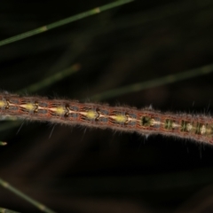 Pernattia pusilla at Melba, ACT - 24 Jan 2021