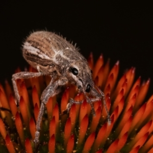 Naupactus leucoloma at Melba, ACT - 24 Jan 2021 10:01 PM