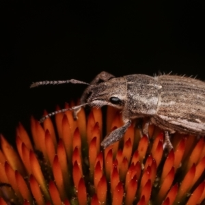 Naupactus leucoloma at Melba, ACT - 24 Jan 2021 10:01 PM