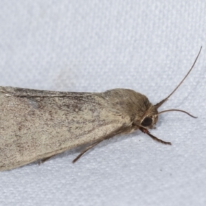 Heliocheilus (genus) at Melba, ACT - 24 Jan 2021 10:11 PM