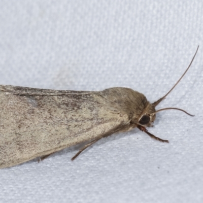 Heliocheilus (genus) (Heliothine moths) at Melba, ACT - 24 Jan 2021 by kasiaaus