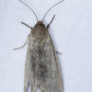 Heliocheilus (genus) at Melba, ACT - 24 Jan 2021