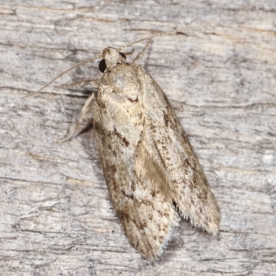 Philobota philostaura (A Concealer moth (Philobota group)) at Melba, ACT - 24 Jan 2021 by kasiaaus