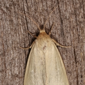 Heliocheilus (genus) at Melba, ACT - 24 Jan 2021