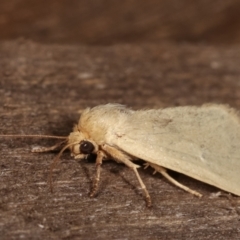 Heliocheilus (genus) at Melba, ACT - 24 Jan 2021