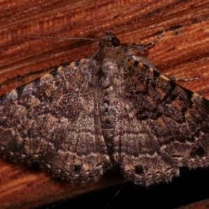 Diatenes aglossoides at Melba, ACT - 24 Jan 2021