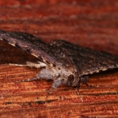 Diatenes aglossoides at Melba, ACT - 24 Jan 2021