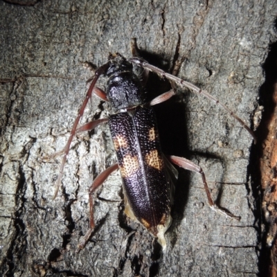 Phoracantha punctata (Longhorn beetle) at Pollinator-friendly garden Conder - 15 Dec 2020 by michaelb